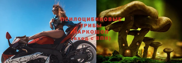 стаф Горняк